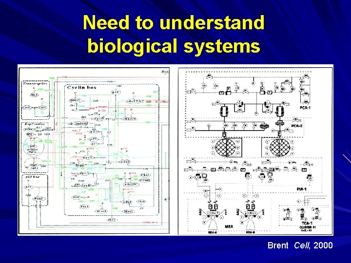 Need to understand biological systems Brent Cell, 2000 