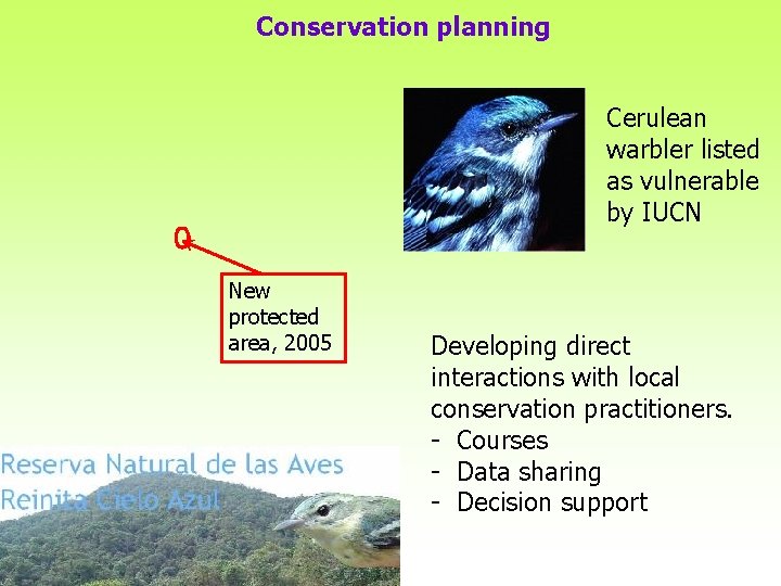 Conservation planning Cerulean warbler listed as vulnerable by IUCN New protected area, 2005 Developing Conservation planning Cerulean warbler listed as vulnerable by IUCN New protected area, 2005 Developing
