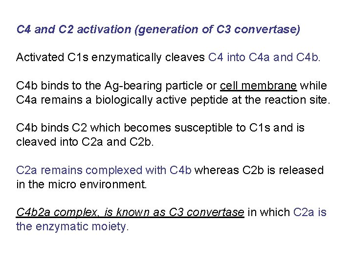 C 4 and C 2 activation (generation of C 3 convertase) Activated C 1