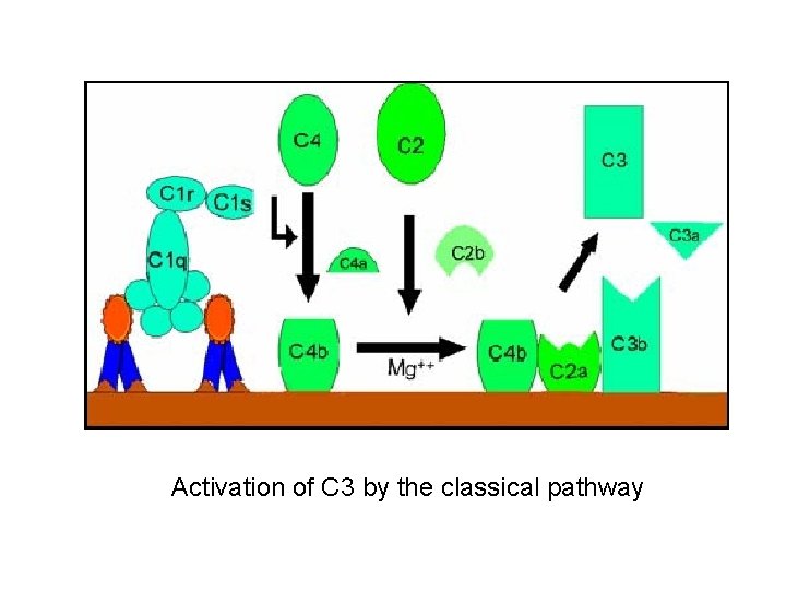 Activation of C 3 by the classical pathway Activation of C 3 by the classical pathway