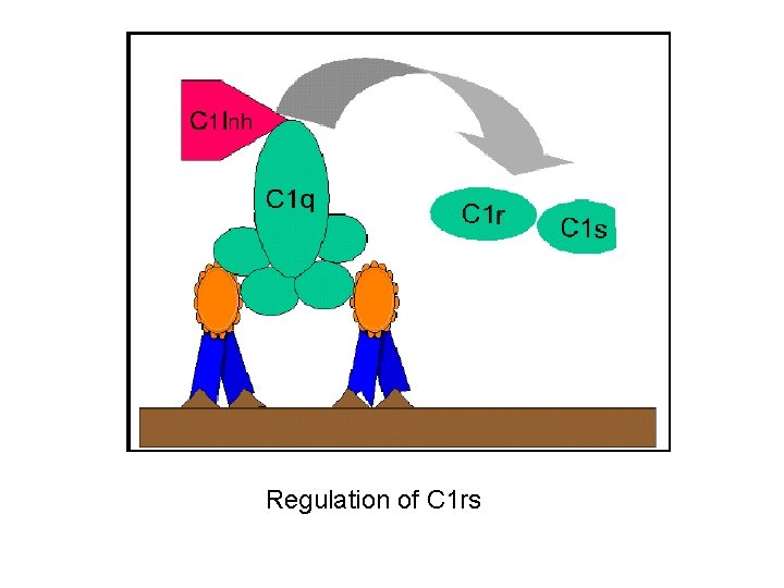 Regulation of C 1 rs 