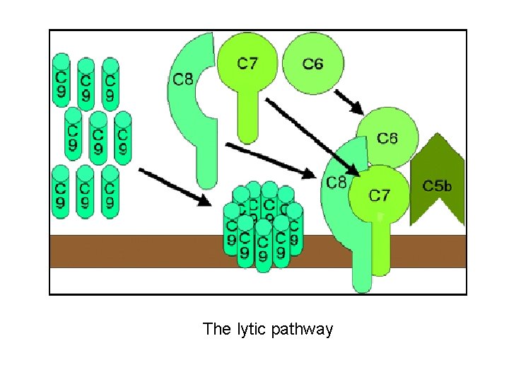 The lytic pathway 