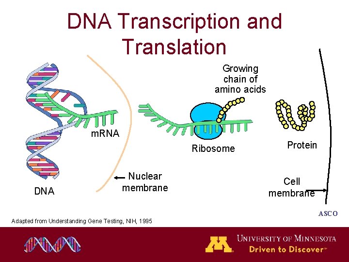 DNA Transcription and Translation Growing chain of amino acids m. RNA Ribosome DNA Nuclear DNA Transcription and Translation Growing chain of amino acids m. RNA Ribosome DNA Nuclear