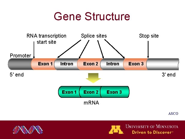 Gene Structure RNA transcription start site Splice sites Stop site Promoter Exon 1 Intron Gene Structure RNA transcription start site Splice sites Stop site Promoter Exon 1 Intron