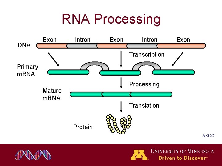 RNA Processing DNA Exon Intron Exon Transcription Primary m. RNA Processing Mature m. RNA RNA Processing DNA Exon Intron Exon Transcription Primary m. RNA Processing Mature m. RNA