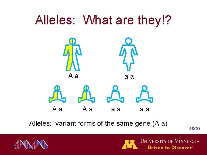 Alleles: What are they!? Aa Aa aa aa Alleles: variant forms of the same Alleles: What are they!? Aa Aa aa aa Alleles: variant forms of the same