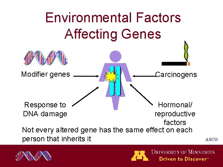 Environmental Factors Affecting Genes Modifier genes Carcinogens Response to DNA damage Hormonal/ reproductive factors Environmental Factors Affecting Genes Modifier genes Carcinogens Response to DNA damage Hormonal/ reproductive factors