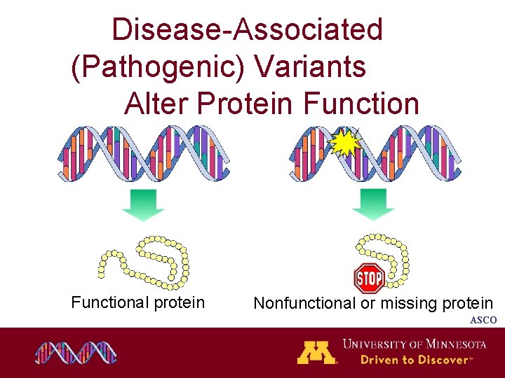Disease-Associated (Pathogenic) Variants Alter Protein Functional protein Nonfunctional or missing protein ASCO Disease-Associated (Pathogenic) Variants Alter Protein Functional protein Nonfunctional or missing protein ASCO