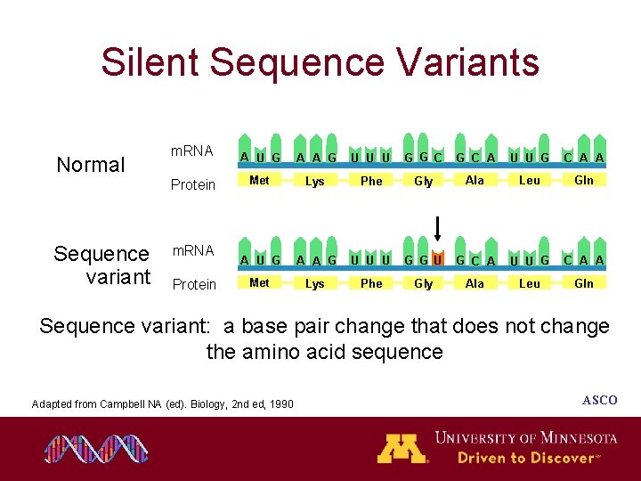 Silent Sequence Variants Normal m. RNA Protein Sequence variant m. RNA Protein A U Silent Sequence Variants Normal m. RNA Protein Sequence variant m. RNA Protein A U