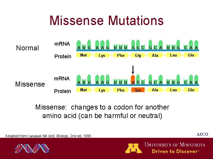 Missense Mutations Normal m. RNA Protein Missense m. RNA Protein A U G A Missense Mutations Normal m. RNA Protein Missense m. RNA Protein A U G A