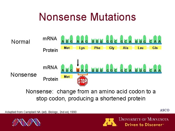 Nonsense Mutations Normal m. RNA Protein m. RNA Nonsense Protein A U G A Nonsense Mutations Normal m. RNA Protein m. RNA Nonsense Protein A U G A