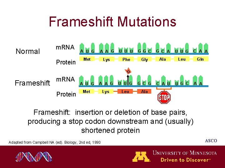 Frameshift Mutations Normal m. RNA Protein A U G A A G U U Frameshift Mutations Normal m. RNA Protein A U G A A G U U