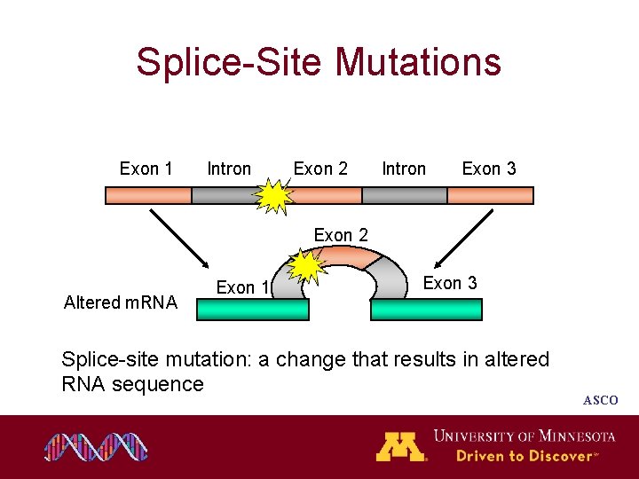 Splice-Site Mutations Exon 1 Intron Exon 2 Intron Exon 3 Exon 2 Altered m. Splice-Site Mutations Exon 1 Intron Exon 2 Intron Exon 3 Exon 2 Altered m.