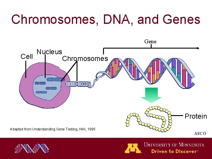Chromosomes, DNA, and Genes Gene Nucleus Cell Chromosomes Protein Adapted from Understanding Gene Testing, Chromosomes, DNA, and Genes Gene Nucleus Cell Chromosomes Protein Adapted from Understanding Gene Testing,