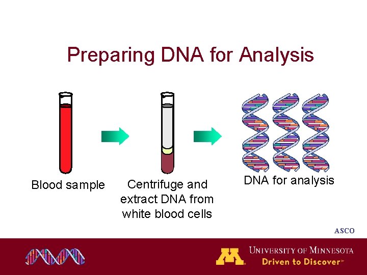 Preparing DNA for Analysis Blood sample Centrifuge and extract DNA from white blood cells Preparing DNA for Analysis Blood sample Centrifuge and extract DNA from white blood cells