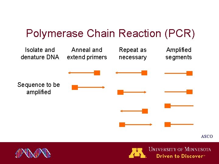 Polymerase Chain Reaction (PCR) Isolate and denature DNA Anneal and extend primers Repeat as Polymerase Chain Reaction (PCR) Isolate and denature DNA Anneal and extend primers Repeat as