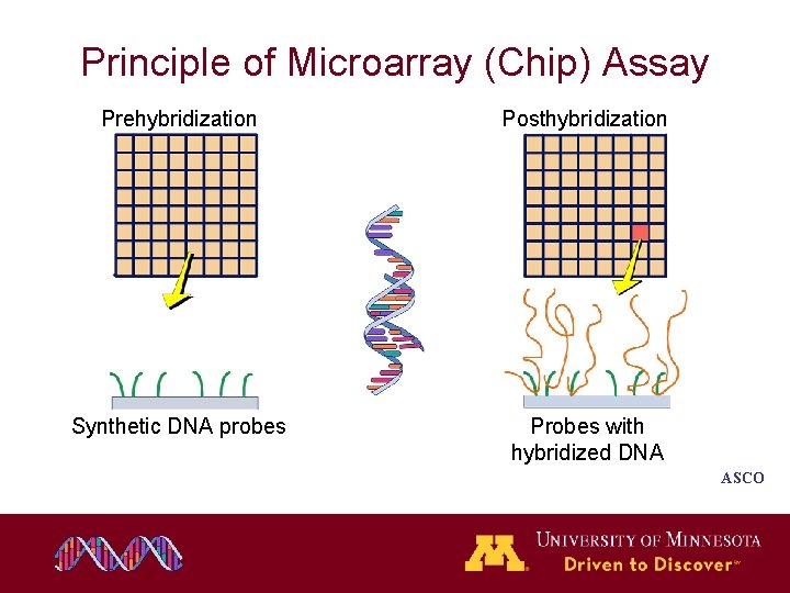 Principle of Microarray (Chip) Assay Prehybridization Posthybridization Synthetic DNA probes Probes with hybridized DNA Principle of Microarray (Chip) Assay Prehybridization Posthybridization Synthetic DNA probes Probes with hybridized DNA