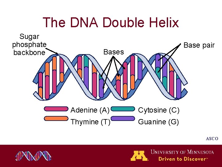 The DNA Double Helix Sugar phosphate backbone Base pair Bases Adenine (A) Cytosine (C) The DNA Double Helix Sugar phosphate backbone Base pair Bases Adenine (A) Cytosine (C)