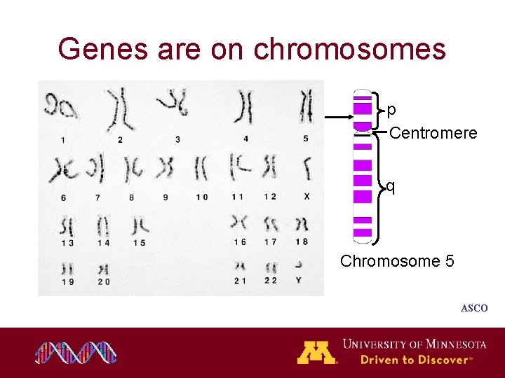 Genes are on chromosomes p Centromere q Chromosome 5 ASCO Genes are on chromosomes p Centromere q Chromosome 5 ASCO