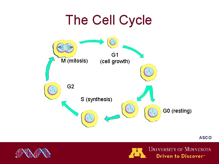 The Cell Cycle M (mitosis) G 1 (cell growth) G 2 S (synthesis) G The Cell Cycle M (mitosis) G 1 (cell growth) G 2 S (synthesis) G