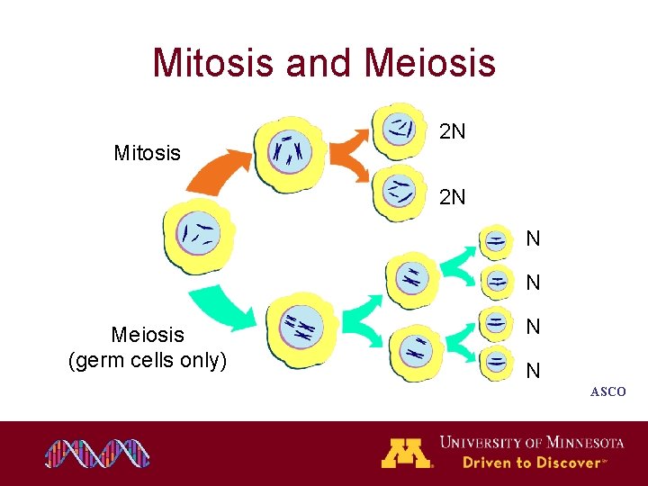 Mitosis and Meiosis Mitosis 2 N 2 N N N Meiosis (germ cells only) Mitosis and Meiosis Mitosis 2 N 2 N N N Meiosis (germ cells only)