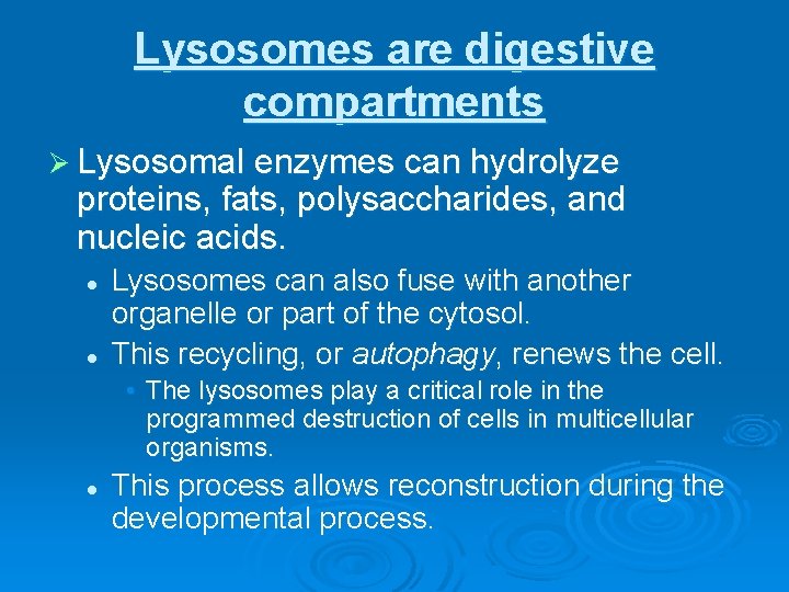 Lysosomes are digestive compartments Ø Lysosomal enzymes can hydrolyze proteins, fats, polysaccharides, and nucleic