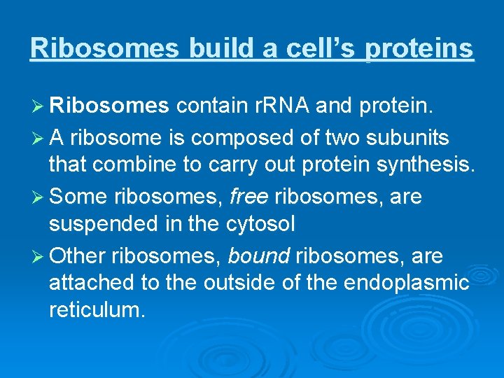 Ribosomes build a cell’s proteins Ø Ribosomes contain r. RNA and protein. Ø A