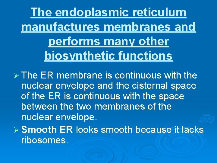 The endoplasmic reticulum manufactures membranes and performs many other biosynthetic functions Ø The ER