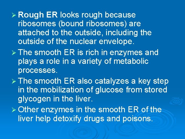 Ø Rough ER looks rough because ribosomes (bound ribosomes) are attached to the outside,