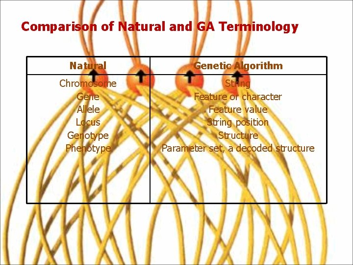 Comparison of Natural and GA Terminology Natural Genetic Algorithm Chromosome Gene Allele Locus Genotype