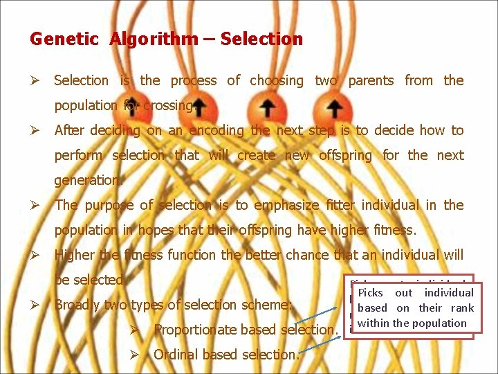 Genetic Algorithm – Selection Ø Selection is the process of choosing two parents from