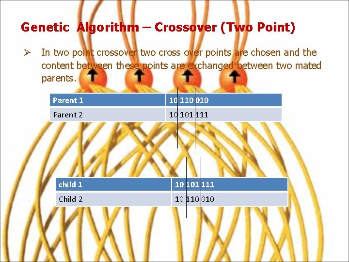 Genetic Algorithm – Crossover (Two Point) Ø In two point crossover two cross over