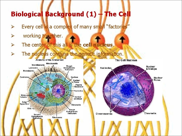 Biological Background (1) – The Cell Ø Ø Every cell is a complex of