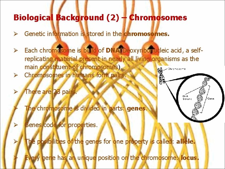 Biological Background (2) – Chromosomes Ø Genetic information is stored in the chromosomes. Ø