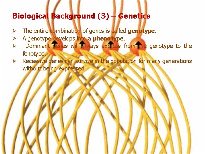 Biological Background (3) – Genetics Ø The entire combination of genes is called genotype.