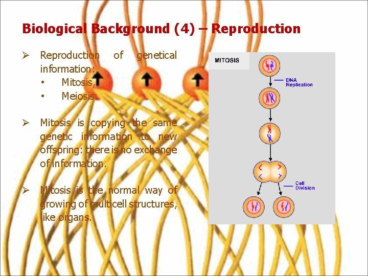 Biological Background (4) – Reproduction Ø Reproduction information: • Mitosis, • Meiosis. of genetical
