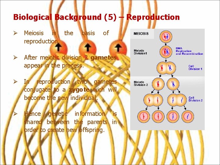 Biological Background (5) – Reproduction Ø Meiosis is the reproduction. basis of Ø After