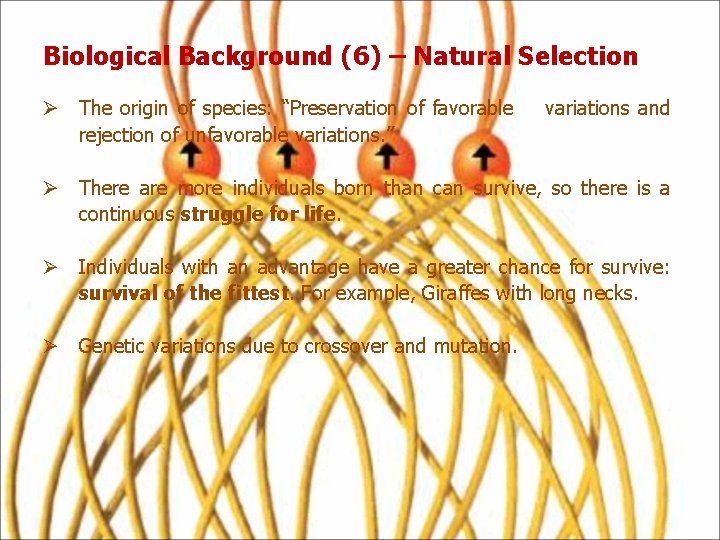 Biological Background (6) – Natural Selection Ø The origin of species: “Preservation of favorable