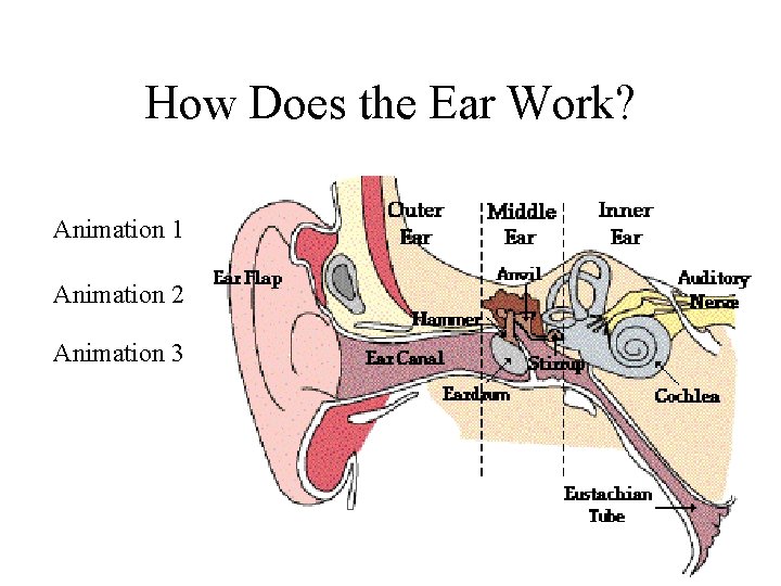 How Does the Ear Work? Animation 1 Animation 2 Animation 3 