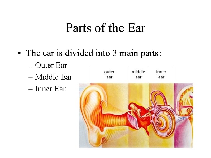 Parts of the Ear • The ear is divided into 3 main parts: –