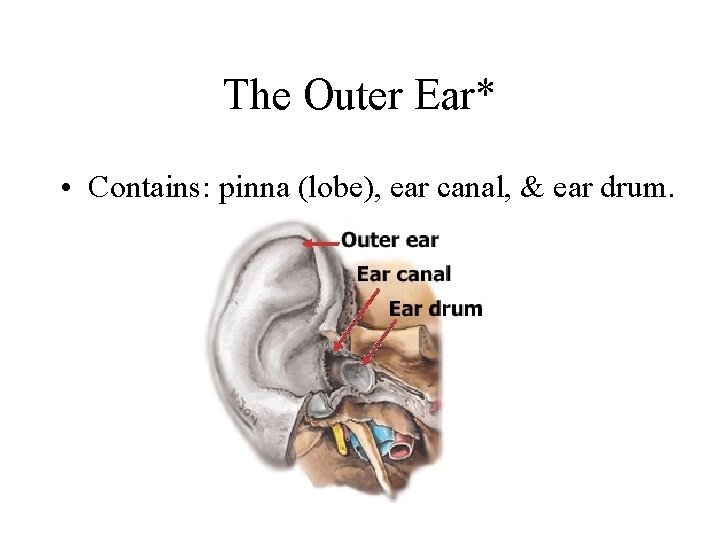 The Outer Ear* • Contains: pinna (lobe), ear canal, & ear drum. 