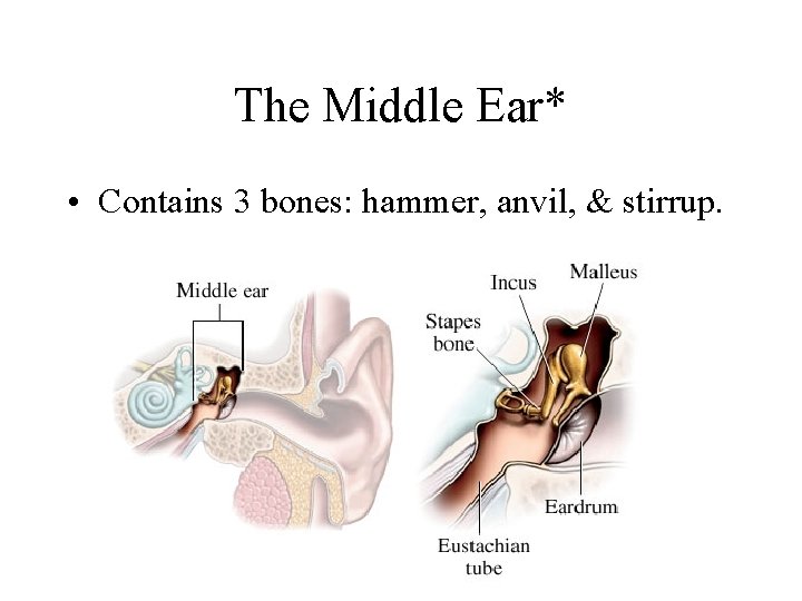 The Middle Ear* • Contains 3 bones: hammer, anvil, & stirrup. 