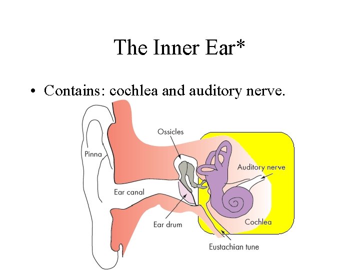 The Inner Ear* • Contains: cochlea and auditory nerve. 