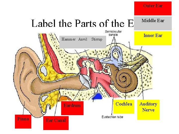 Outer Ear Label the Parts of the Ear* Middle Ear Hammer Anvil Eardrum Pinna