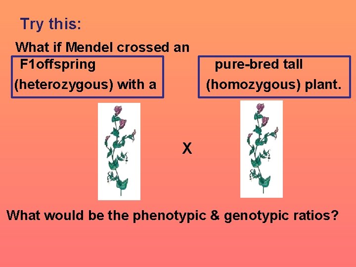 Try this: What if Mendel crossed an F 1 offspring (heterozygous) with a pure-bred