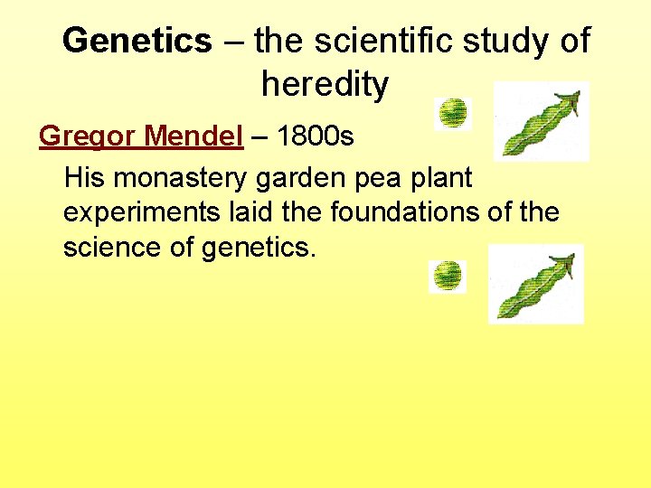 Genetics – the scientific study of heredity Gregor Mendel – 1800 s His monastery