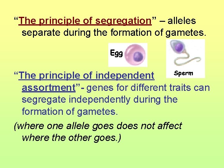 “The principle of segregation” – alleles separate during the formation of gametes. “The principle
