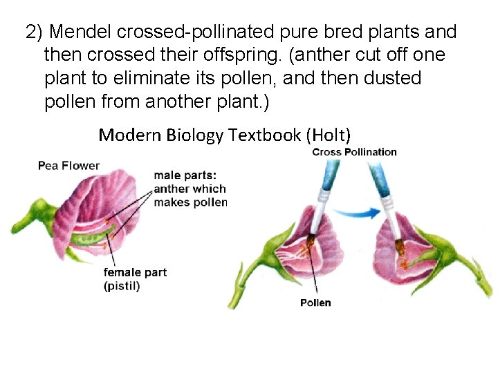 2) Mendel crossed-pollinated pure bred plants and then crossed their offspring. (anther cut off