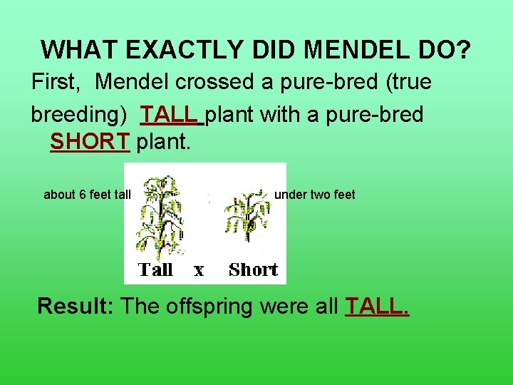 WHAT EXACTLY DID MENDEL DO? First, Mendel crossed a pure-bred (true breeding) TALL plant