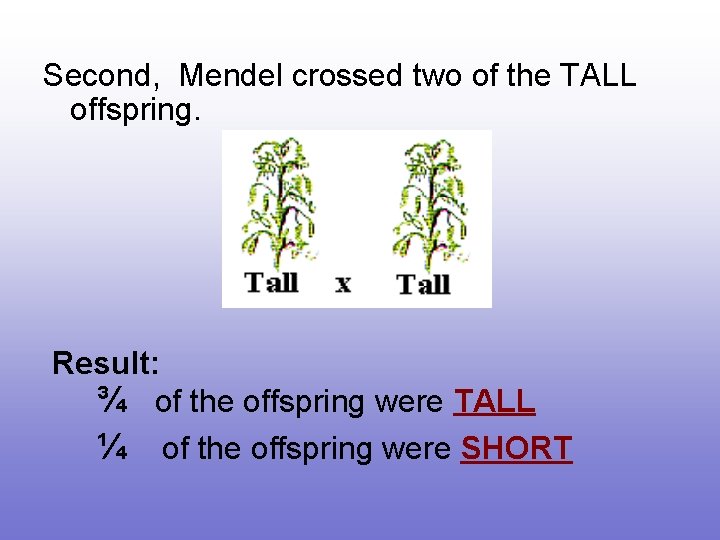 Second, Mendel crossed two of the TALL offspring. Result: ¾ of the offspring were